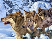 animal_nature (22)